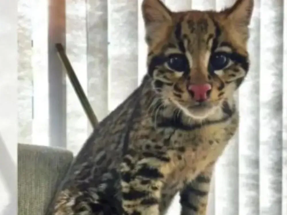 Filhote de jaguatirica é resgatado após entrar em casa em SC; animal apresentava sinais de domesticação, diz Polícia Ambiental