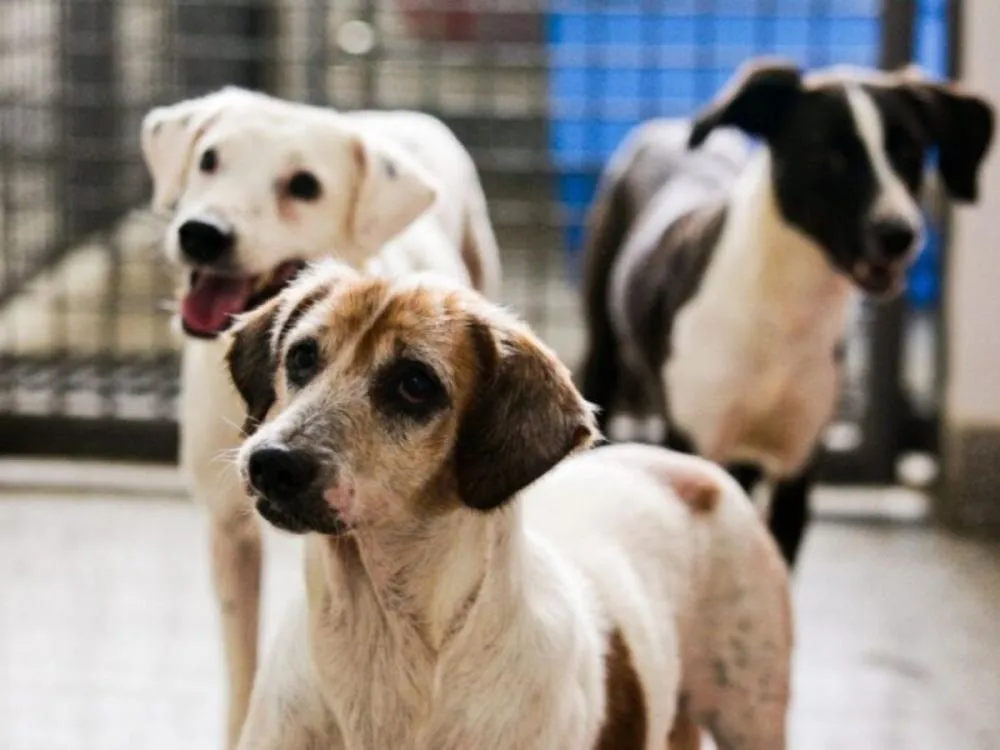 Santa Catarina lança campanha contra abandono de animais no Dezembro Verde