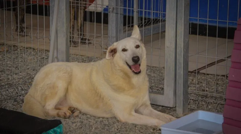 Feira de adoção de cães e gatos será realizada neste sábado em Navegantes; veja como adotar