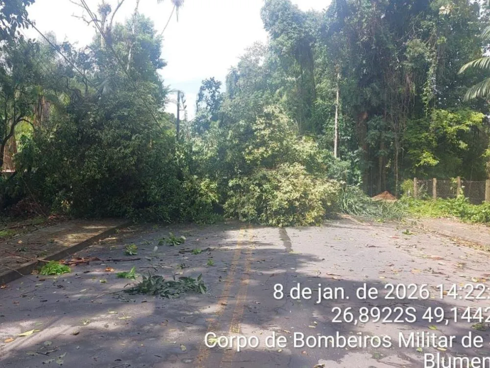 Temporal deixa ruas bloqueadas e causa quedas de árvores em Blumenau