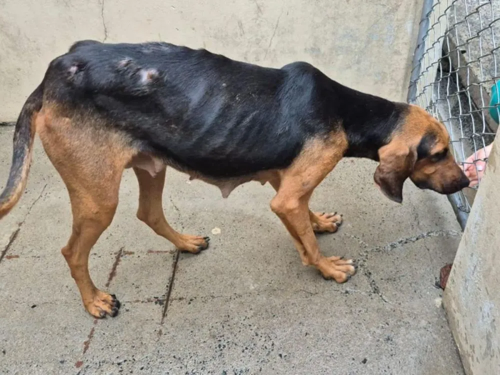 Polícia Civil prende homem após encontrar cães em situação de maus-tratos em Blumenau; armas ilegais foram apreendidas