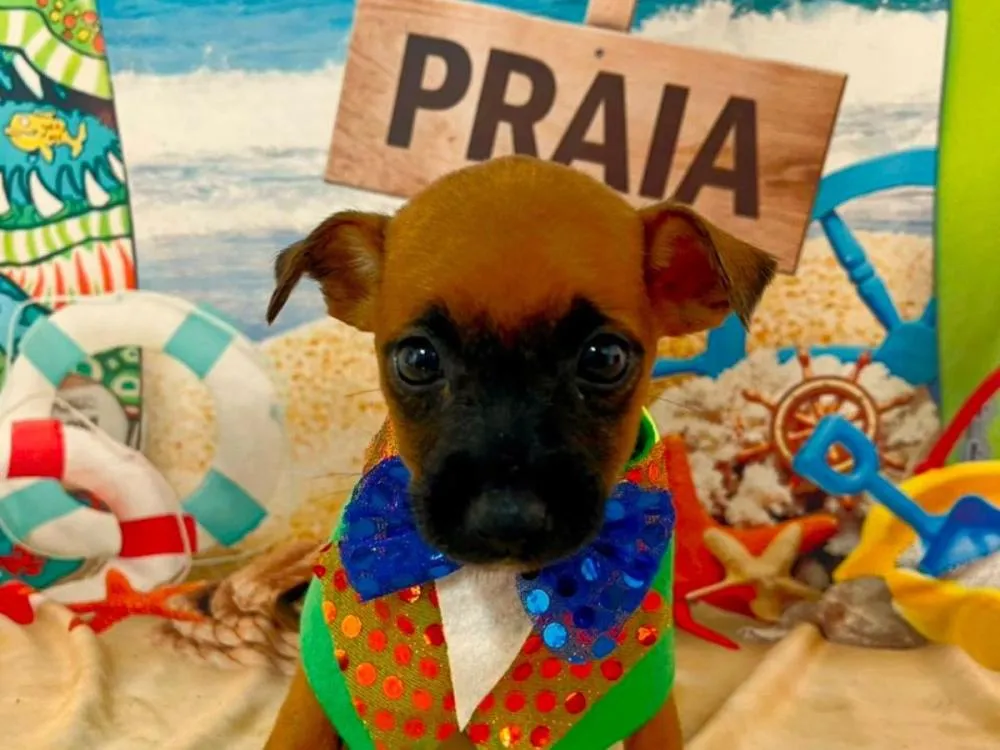 Janeiro terá feiras semanais de adoção de animais resgatados em Navegantes; saiba como adotar