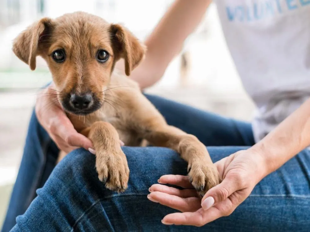 Gaspar abre processo seletivo para médico veterinário com salários de até R$ 7,1 mil