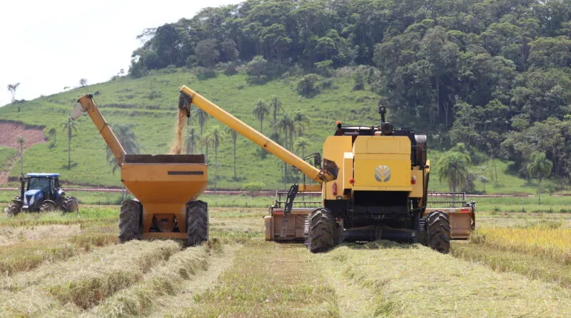 Colheita de arroz começa em Gaspar e deve movimentar R$ 22 milhões na economia local