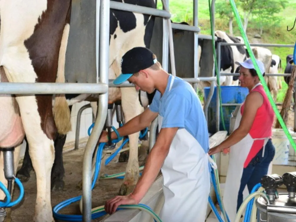 SC proíbe venda de leite reconstituído a partir de produto importado; entenda