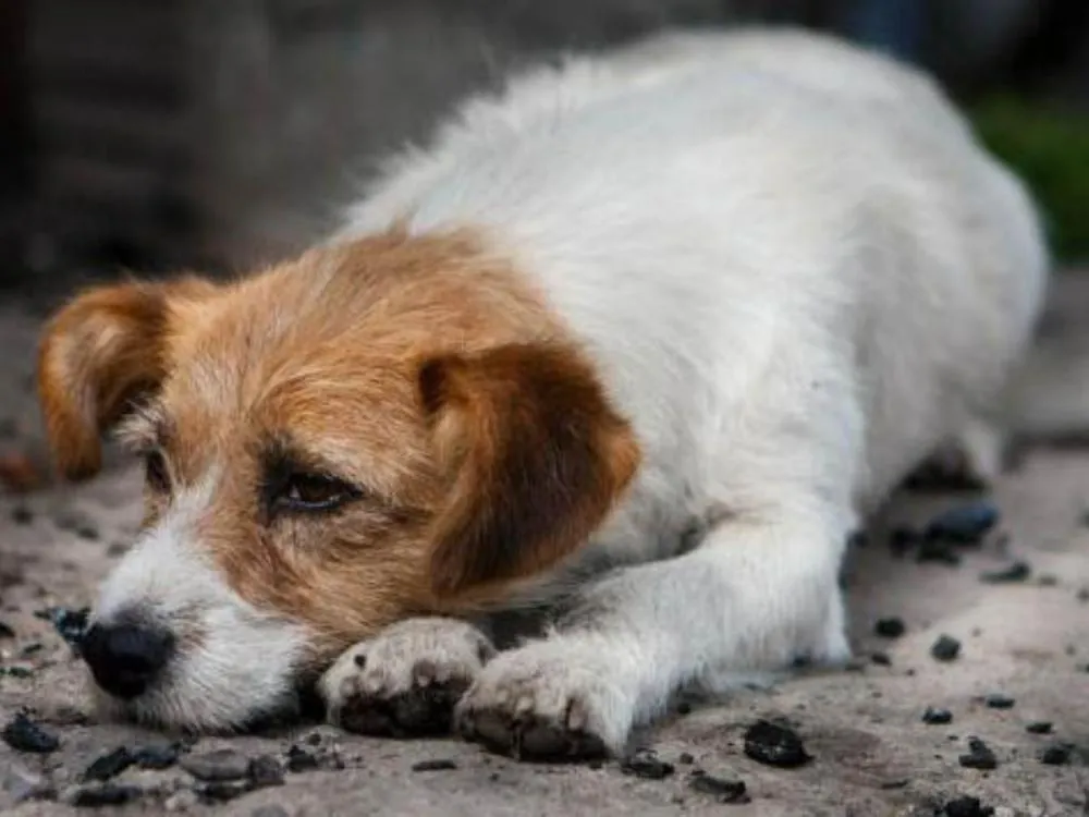 Santa Catarina cria lei para proteção de cães e gatos comunitários