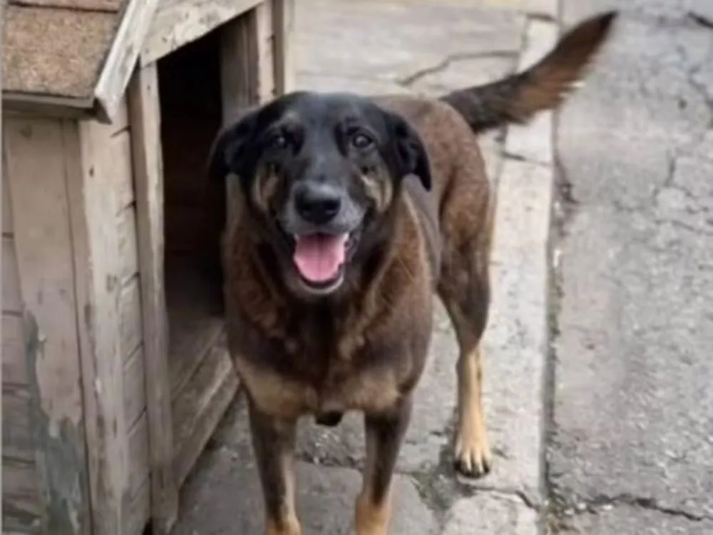 Três pessoas são indiciadas por coação no caso da morte do cão Orelha em Florianópolis