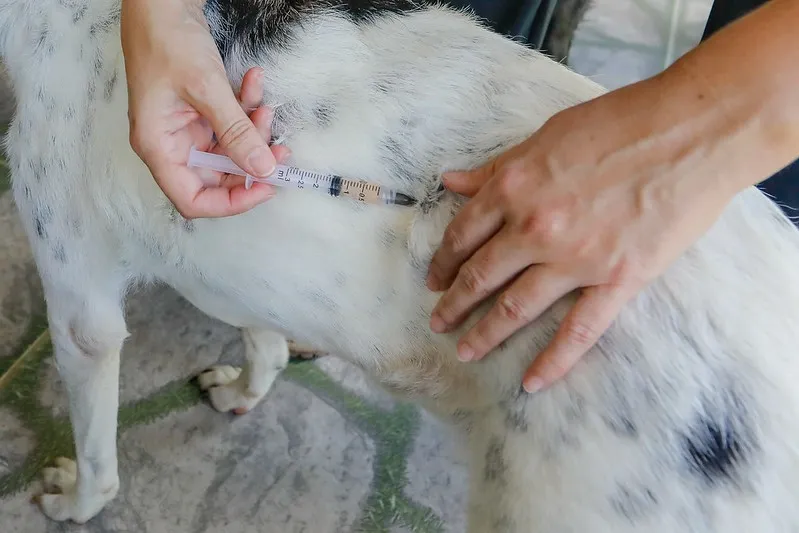 Pets acolhidos recebem vacinação no retorno do Programa Pet +Seguro em Blumenau; veja fotos