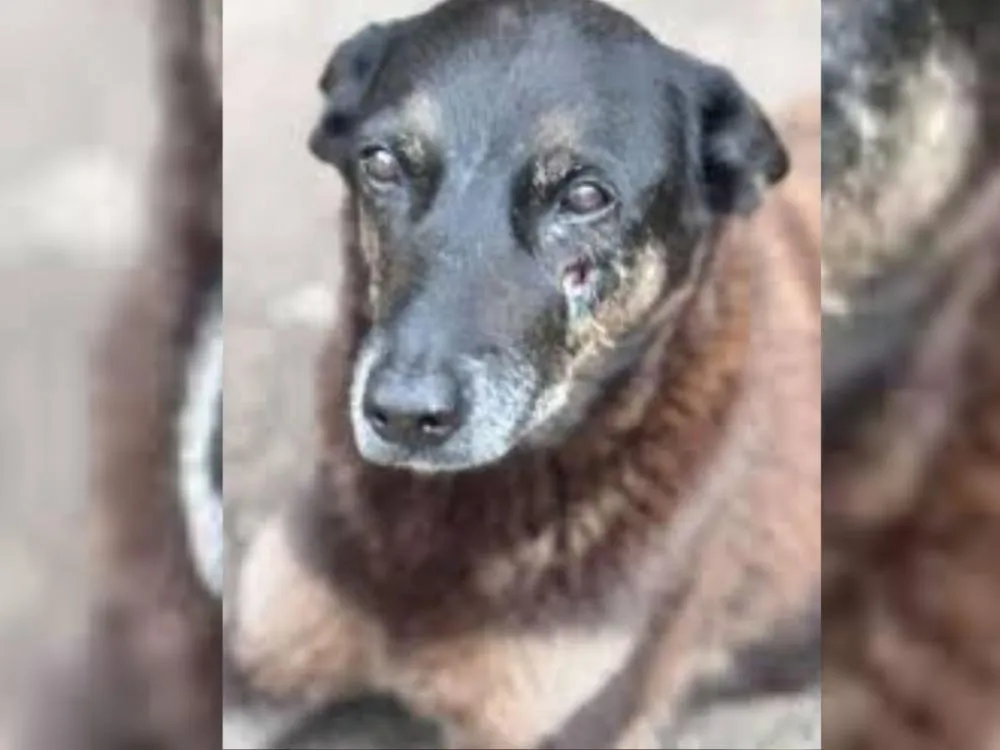 Caso Orelha: Polícia Civil apreende celulares de adolescentes que estavam fora do país por maus-tratos a cão em SC