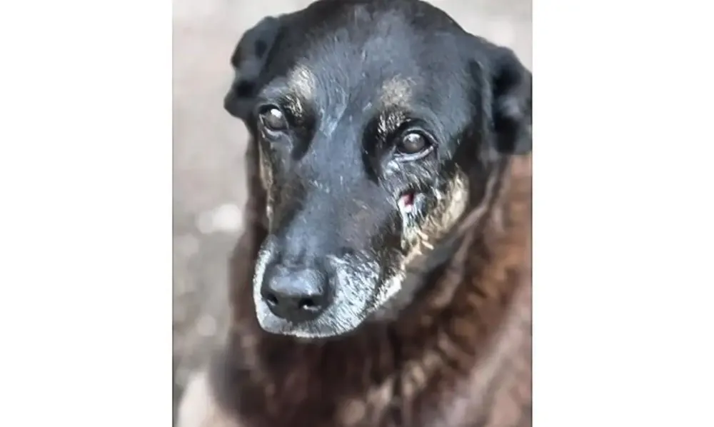 Polícia de SC conclui inquérito sobre morte do cão Orelha e pede internação de adolescente; software francês auxiliou investigação