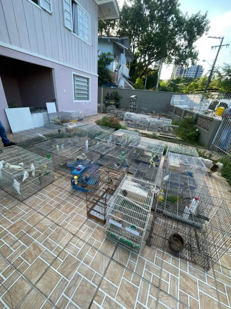 Polícia Civil resgata mais de 240 aves e prende homem por manter cão em “estado vegetativo” em Blumenau