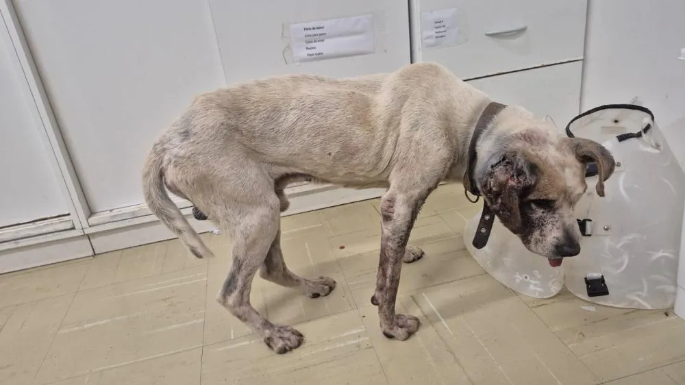 Animal debilitado, sem água e preso a corrente curta: sinais de maus-tratos chamam atenção em Blumenau após operação policial