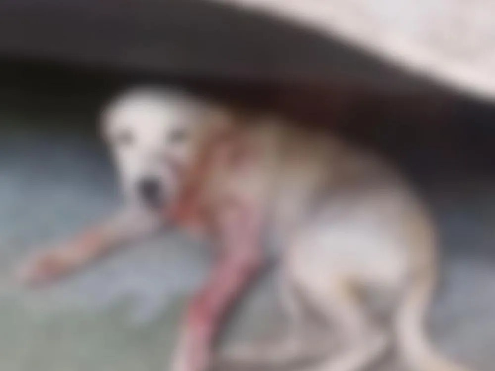 Denúncia de maus-tratos a cachorro em Blumenau mobiliza Polícia Civil