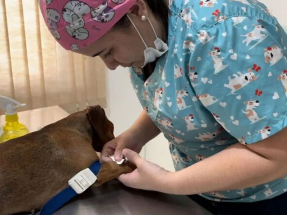 Gaspar abre credenciamento para clínicas veterinárias realizarem castrações