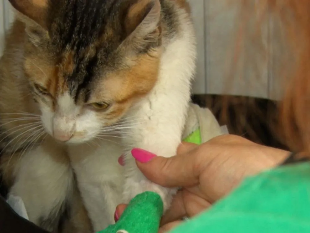 Hospital Veterinário da FURB passa a atender animais resgatados de abandono e maus-tratos em Blumenau
