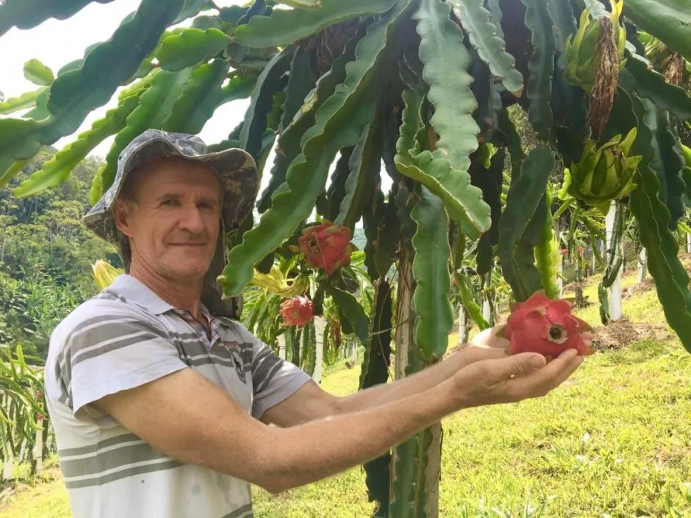 Feirinha de pitayas em Gaspar oferece pão, bolo, geleia e degustação feitos com a fruta