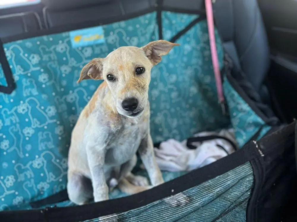 Vídeo: Animal ferido por supostas facadas em Blumenau recebe alta e caso ainda aguarda perícia