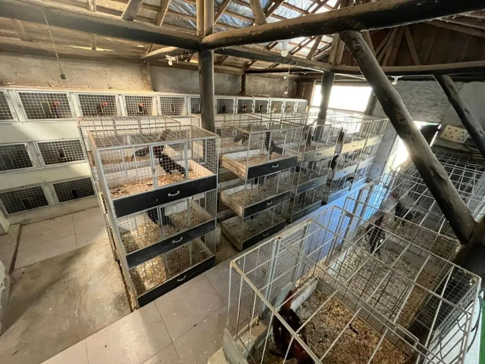 Vídeo: Homem é preso por manter criadouro ilegal de galos de rinha em Blumenau