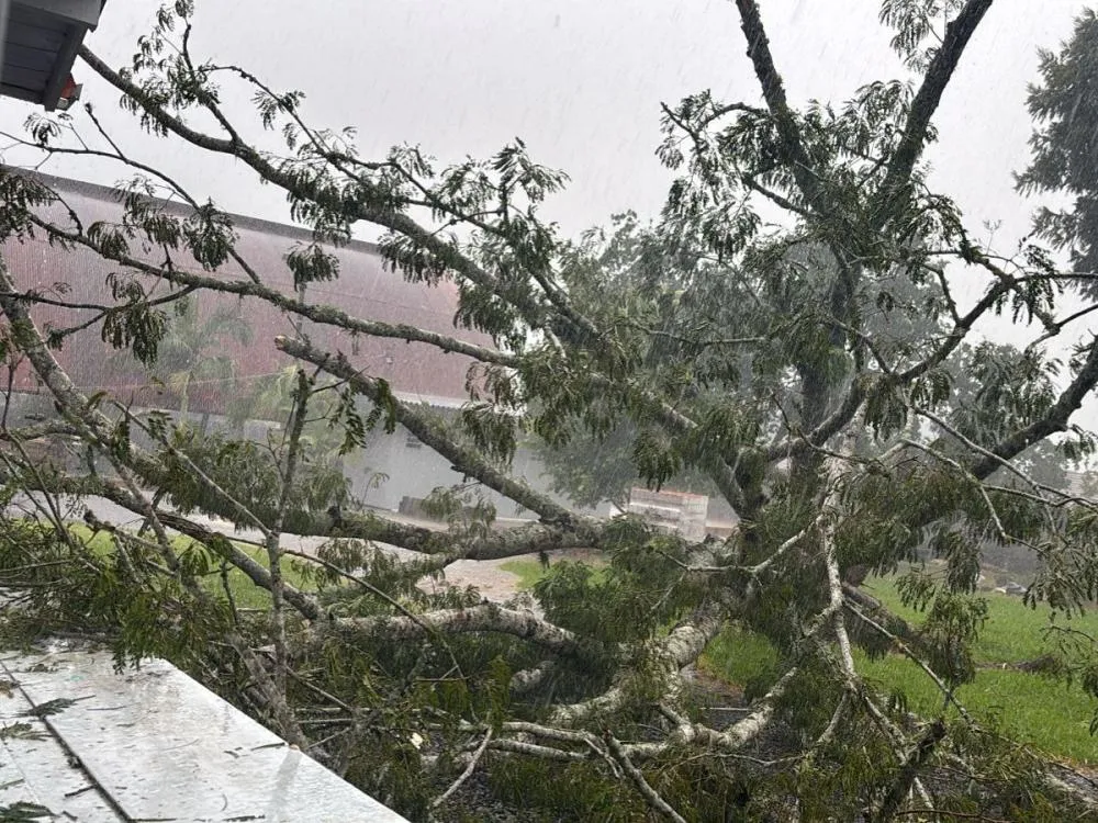 Temporal com ventania derruba árvores e causa danos em escola de Agrolândia, no Alto Vale