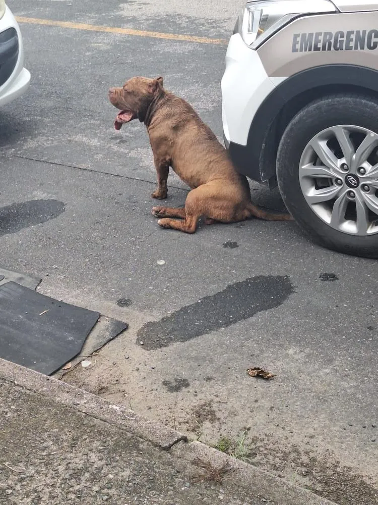 Pitbull foge, invade terreno e ataca outro cão em Gaspar; dona responderá por omissão de cautela