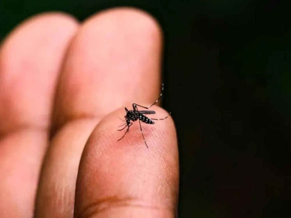 Blumenau registra primeiro caso de dengue em 2026