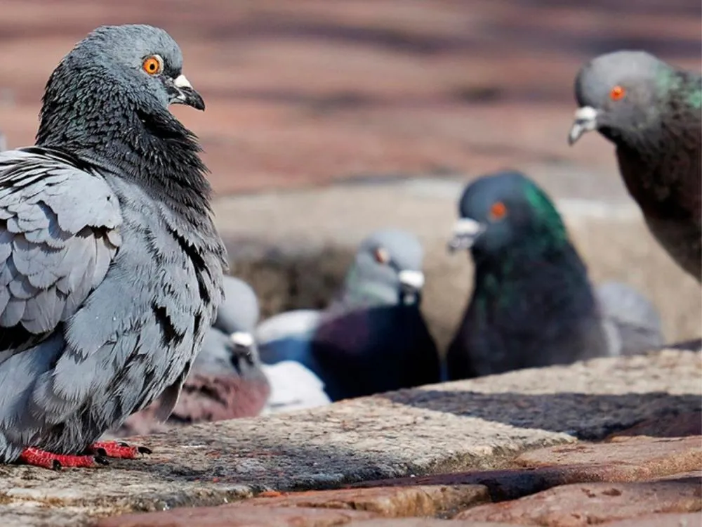 Ação na Praia Central reforça proibição de alimentar pombos em Balneário Camboriú