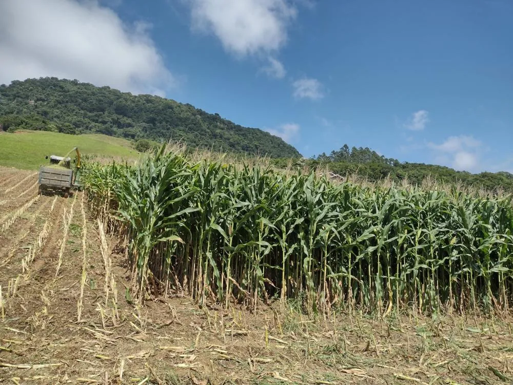 Mais de 100 agricultores de Rio do Sul serão beneficiados com programa de silagem para o inverno