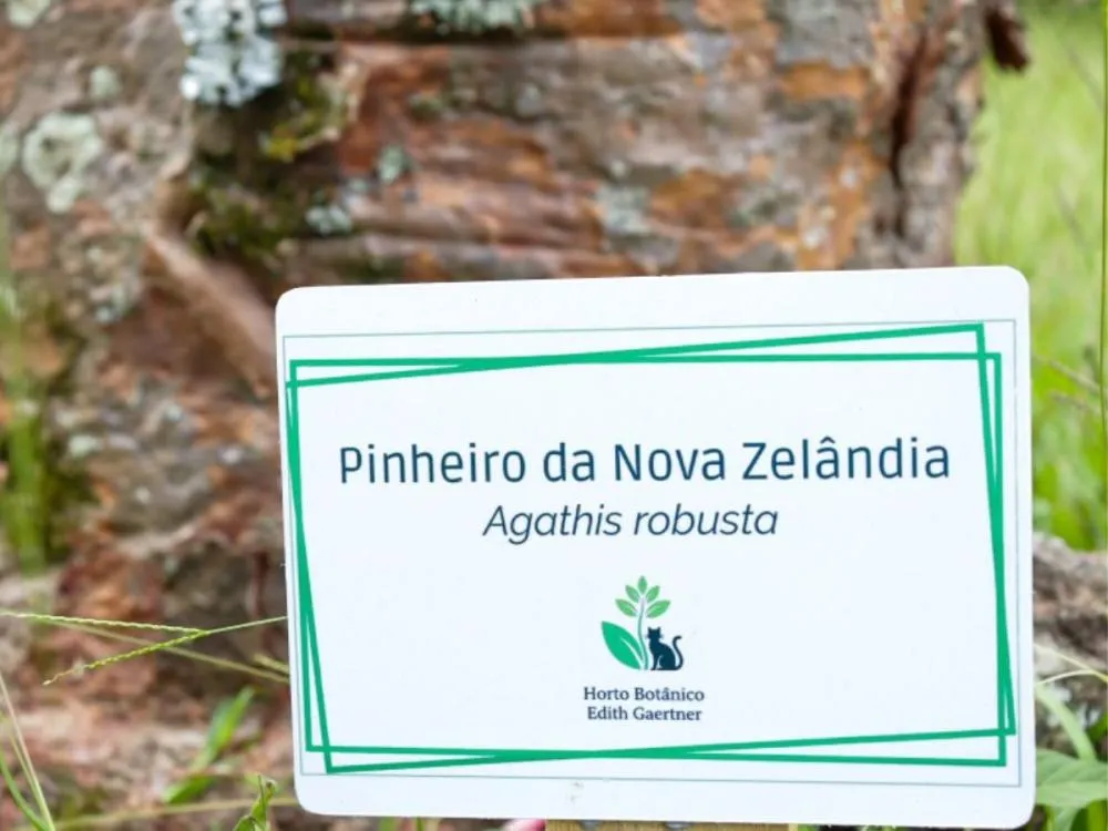 Foto: Michele Lamin/Prefeitura de Blumenau