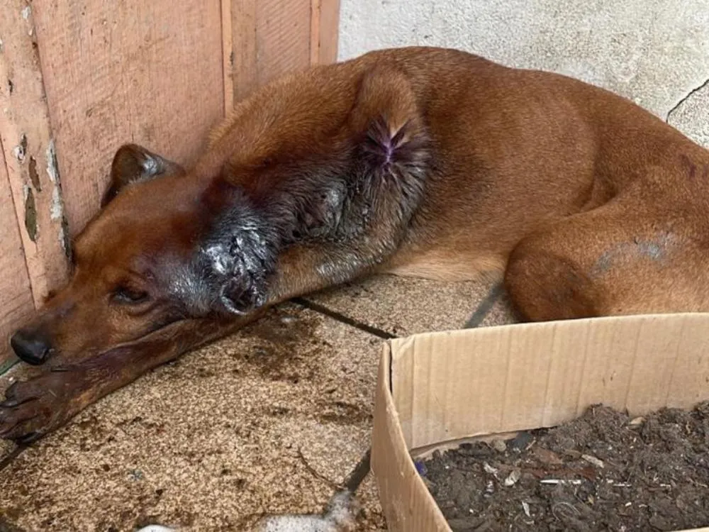 Cachorro é encontrado com feridas e infestação por larvas em Blumenau