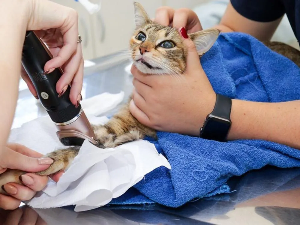 Blumenau realiza castração de 50 animais em ação do Programa Pet +Seguro