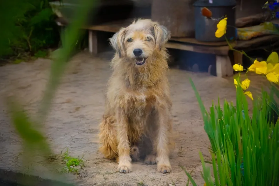 Sultão, o cão que viveu 4 mil dias em abrigo de Blumenau, ganha lar definitivo