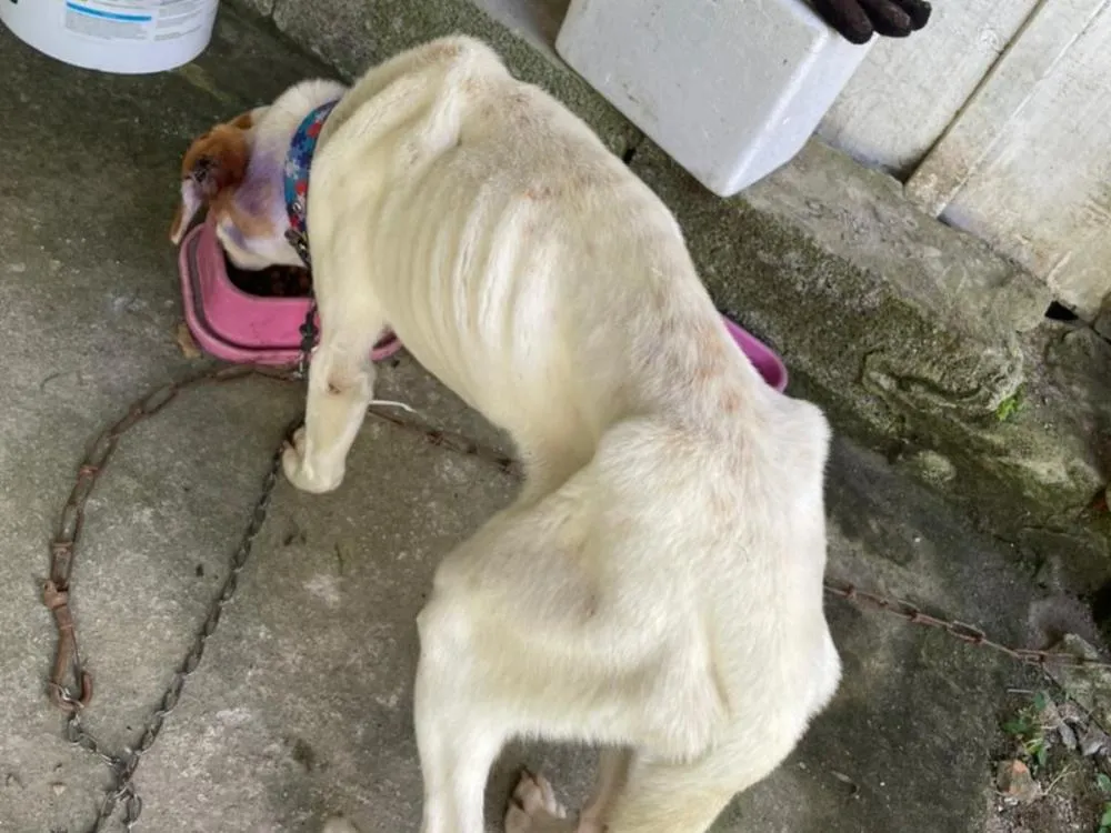 Polícia Civil prende dois homens por maus-tratos a cães em Blumenau