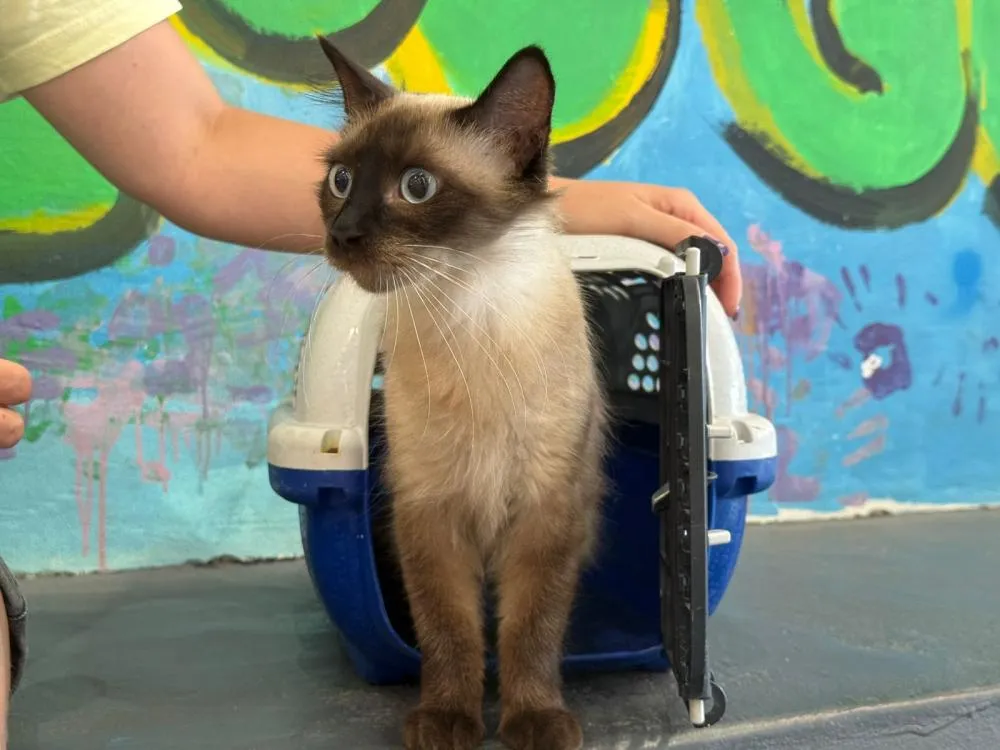 Mutirão do Programa Castra Pet realiza mais de 110 castrações em Balneário Camboriú