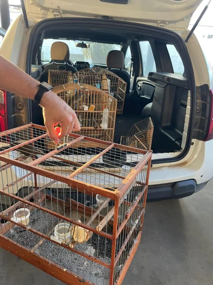 Homem é preso com aves silvestres, munições e armadilha de captura em Indaial