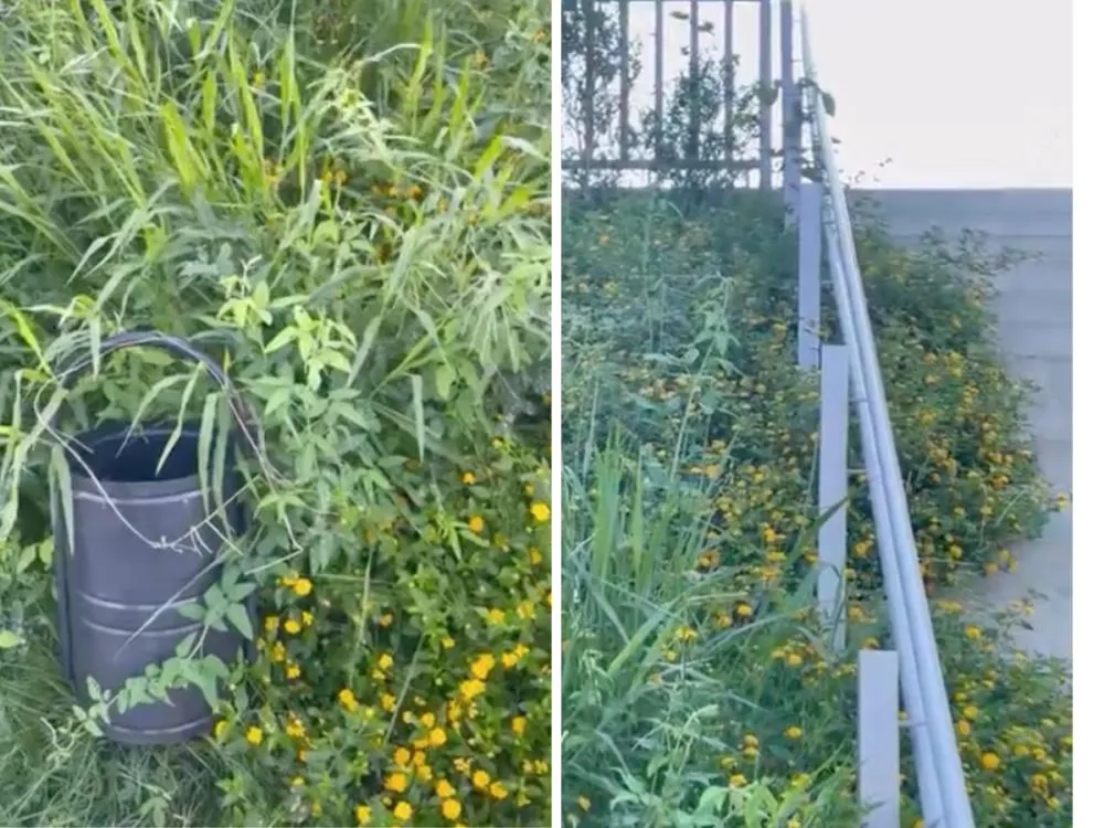 Vídeo: Falta de manutenção da Margem Esquerda gera queixas de moradores e Secretaria de Serviços Urbanos envia equipes