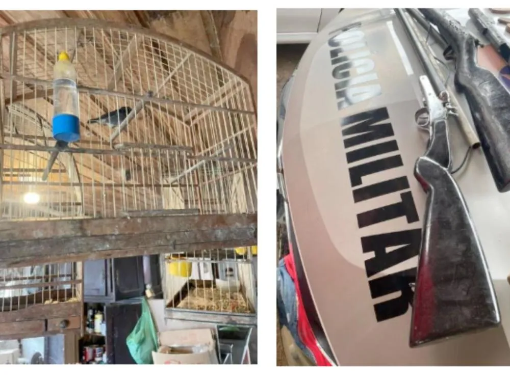 Homem é preso em Rodeio com arsenal de armas, munições e aves silvestres em cativeiro