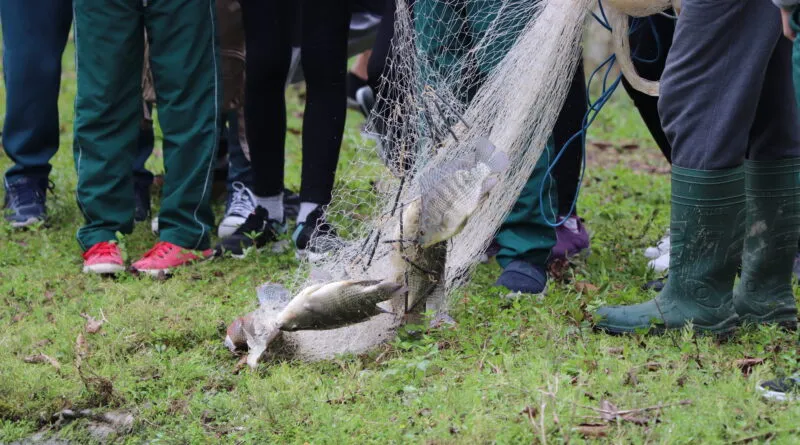 Piscicultores de Gaspar esperam vender 40 toneladas de peixe durante a Semana Santa