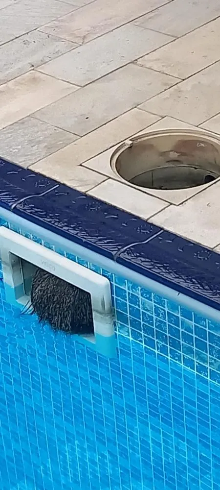 Em 'visita' inesperada, cotia fica presa em piscina e mobiliza bombeiros em Blumenau