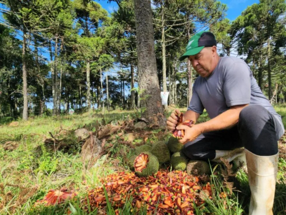 SC inicia nova temporada de pinhão com produção estimada em 3,7 mil toneladas