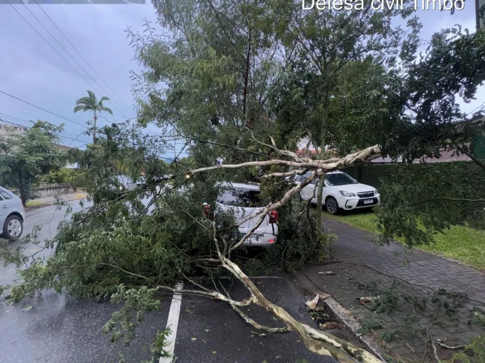 Queda de árvores mobiliza Defesa Civil em Timbó após temporal
