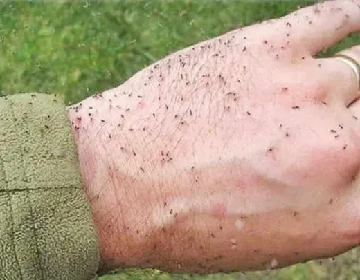 Ilhota busca soluções técnicas para conter infestação de maruim