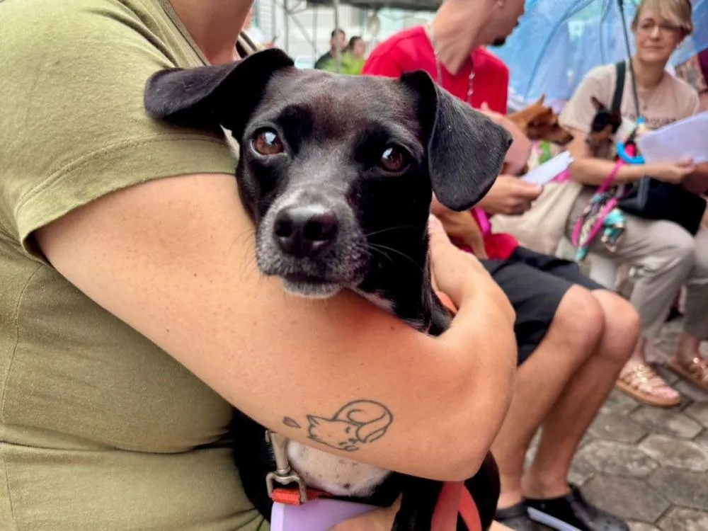 Blumenau recebe neste sábado Mutirão de Castração do Instituto Bem Animal