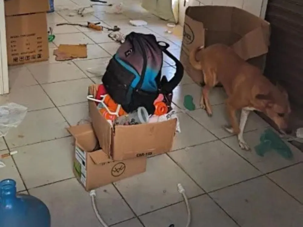 Cão com sinais de abandono é encontrado em casa fechada no Vale do Itajaí