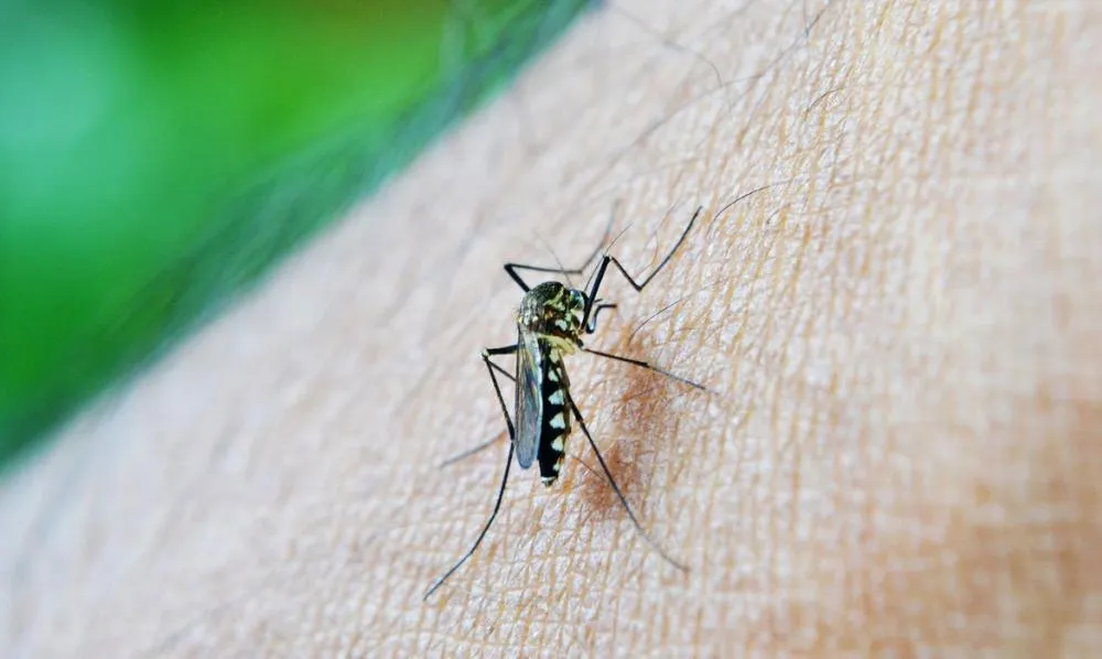 Indaial ultrapassa 800 focos de dengue, aponta boletim da Secretaria da Saúde