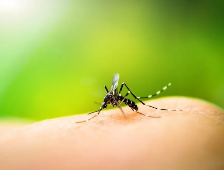 Blumenau registra novos casos de dengue e chega a sete confirmações em 2026