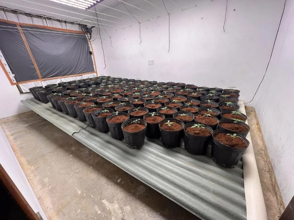 Laboratório com cerca de 200 pés de maconha é descoberto pela Polícia Civil em Blumenau