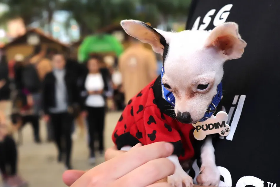 Blumenau já tem mais de 9,4 mil cães e gatos cadastrados no Censo Pet; veja balanço