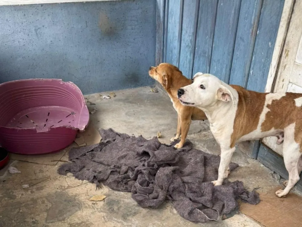 Mulher é presa em flagrante após abandonar cachorros sem água e comida no bairro Progresso, em Blumenau