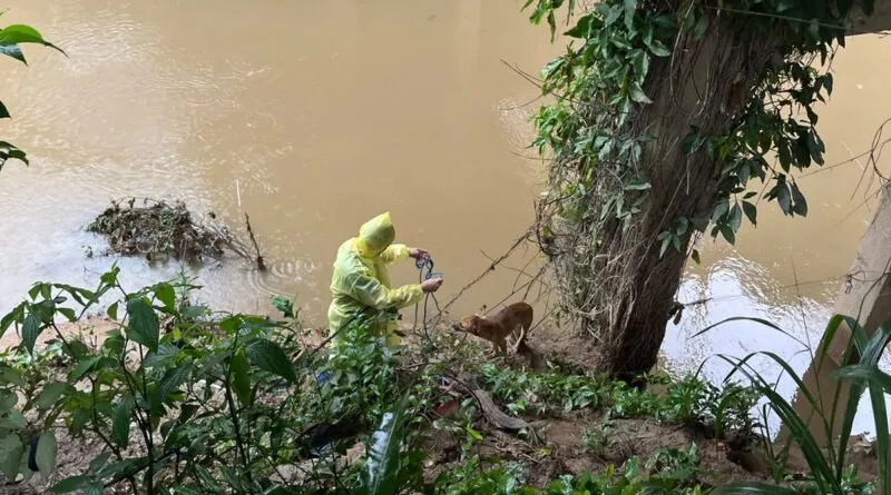 Cão é resgatado de rio em Gaspar; Diretoria de Bem-Estar Animal busca lar temporário