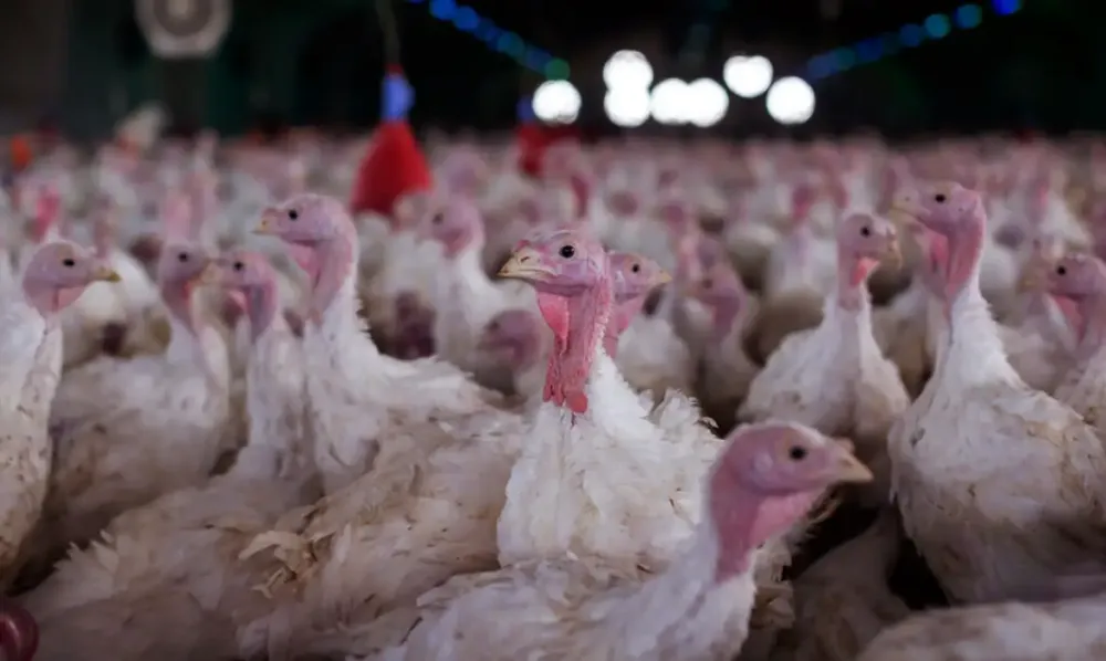 Agricultura confirma foco de doença de Newcastle em SC